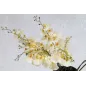 ONCIDIUM SPRAY 37'' CM ... MIN 12  